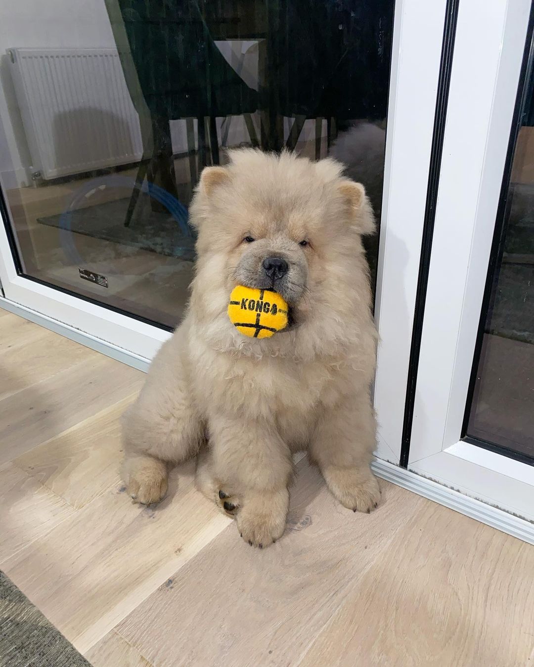 Chow-Chow